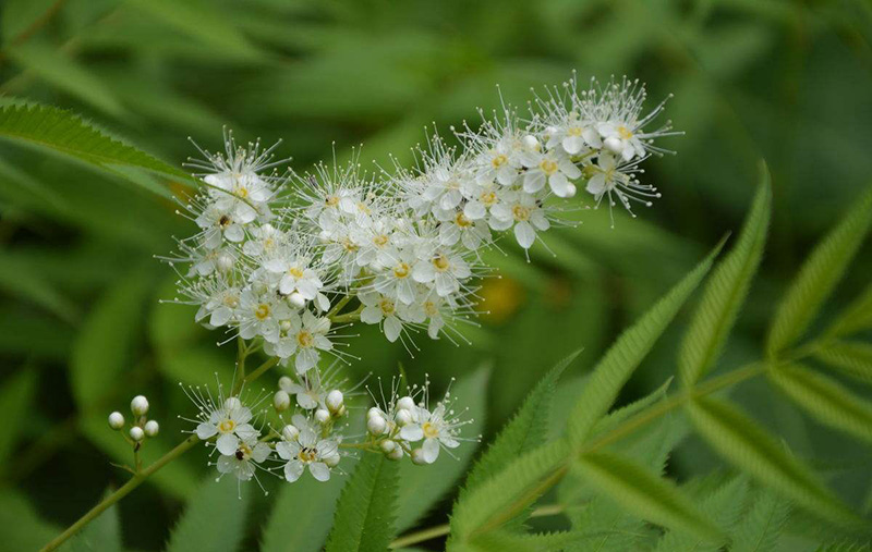 【每周植物分享】花開在夏——珍珠梅