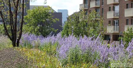 英國St Andrews住宅花園